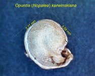 Opuntia ex Nopalea karwinskiana.jpg
